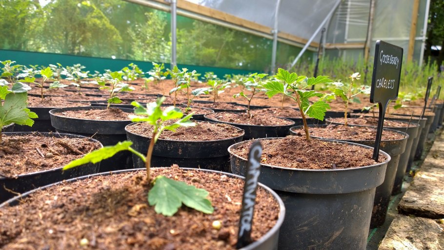 Черенки смородины в банке