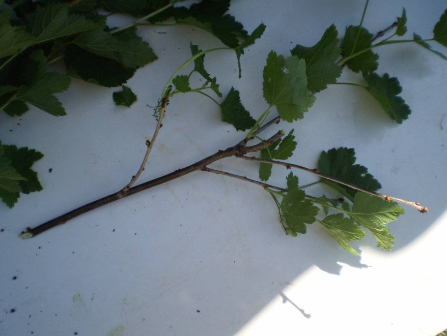 Черенки смородины в воде