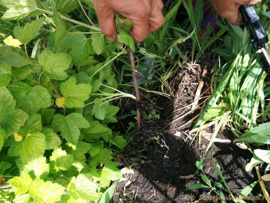 Укоренение черенков смородины в воде весной