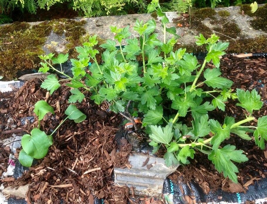 Саженец zelensad йошта крона