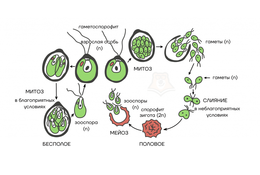 Клетка хламидомонады