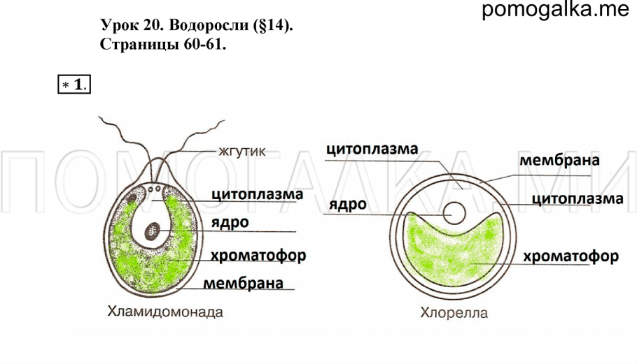 Жизненные циклы хламидомонады и улотрикса