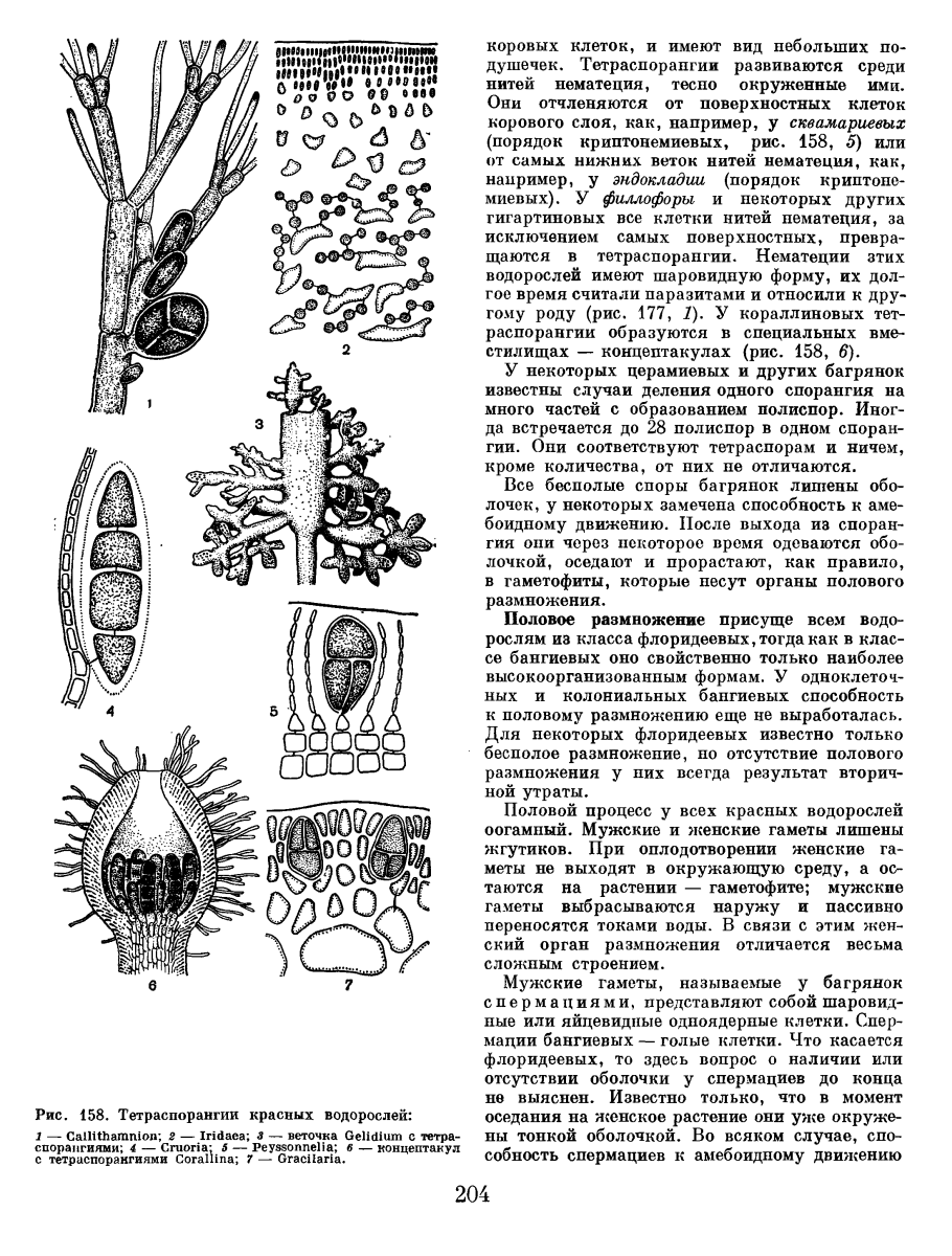 Цикл развития красных водорослей схема