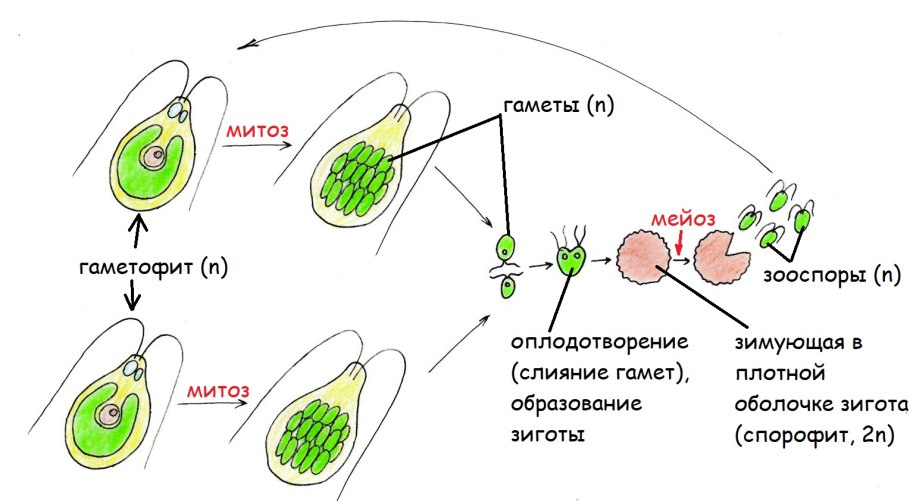 Жизненный цикл красных водорослей