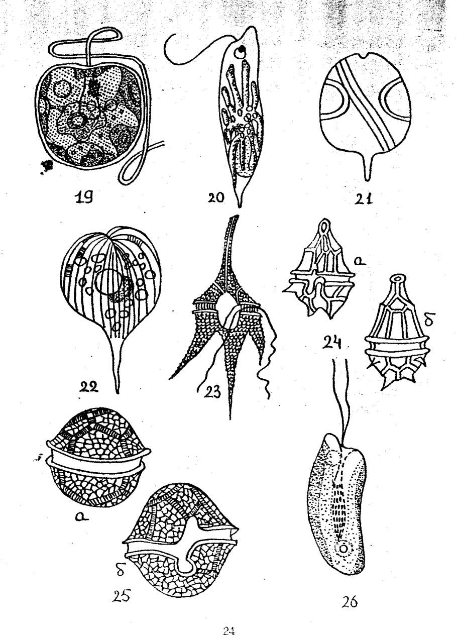 Гониум колониальные простейшие