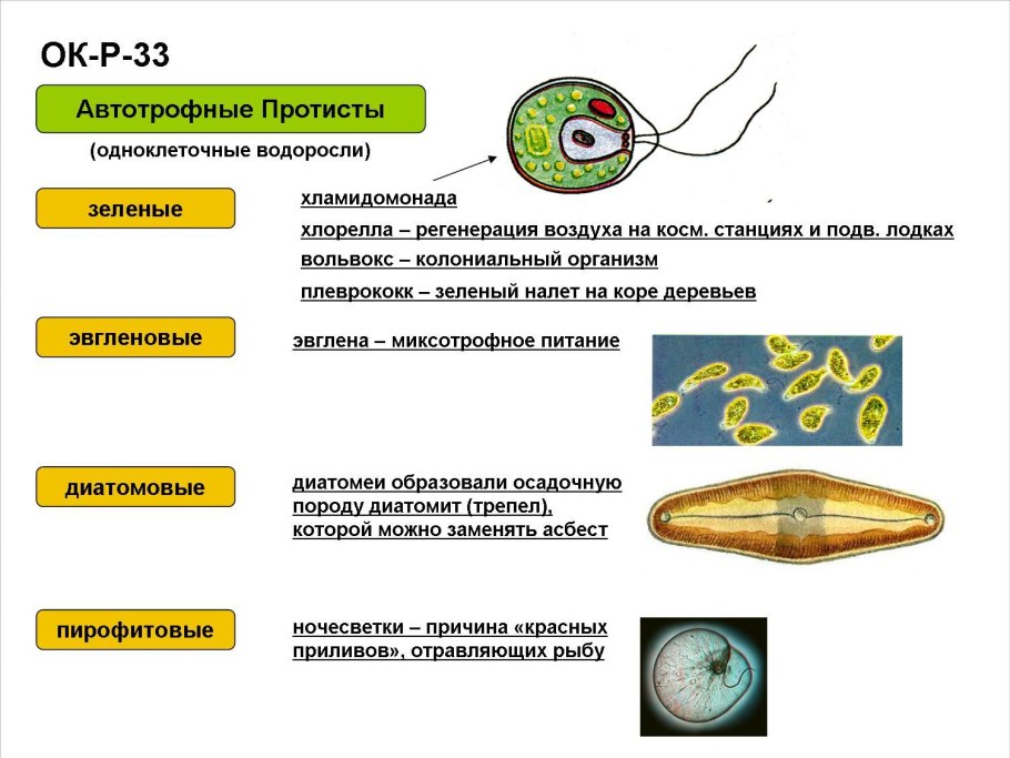 Вольвокс схема строения