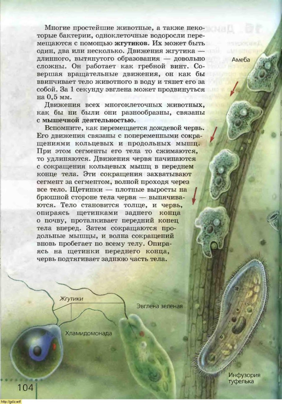 Общая характеристика водорослей 6 класс