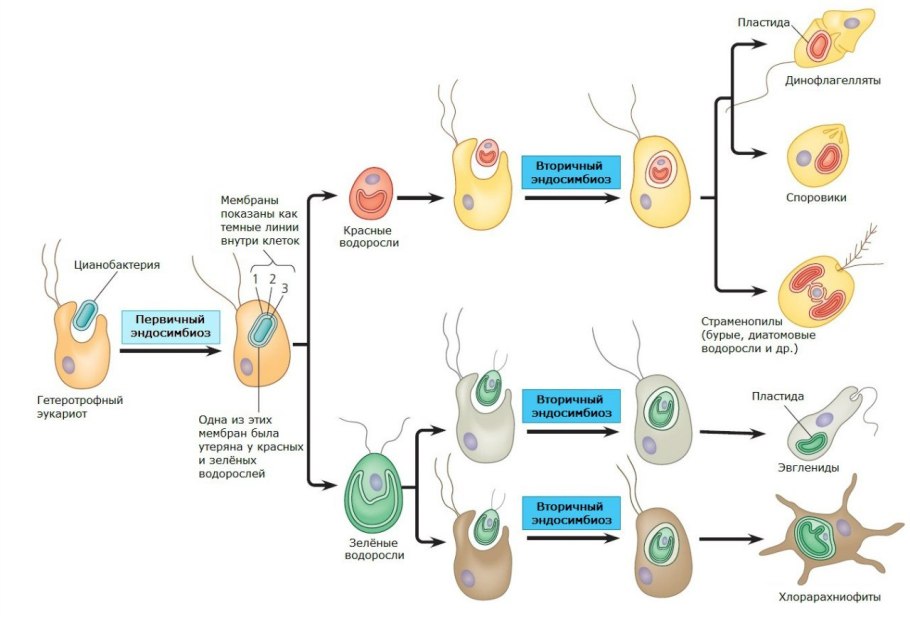 Автотрофные протисты Тип питания