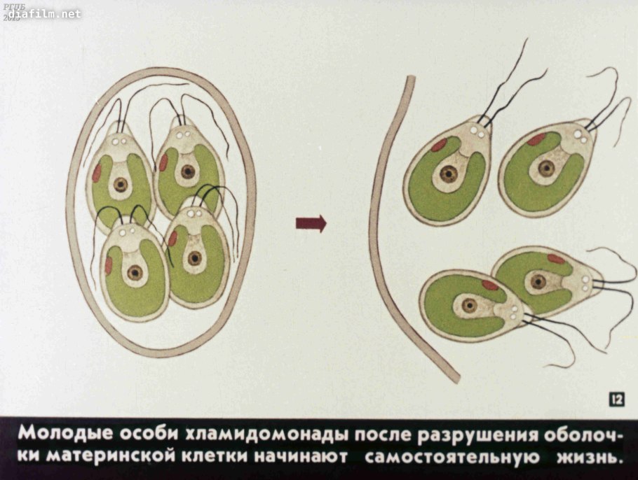 Динофитовые водоросли