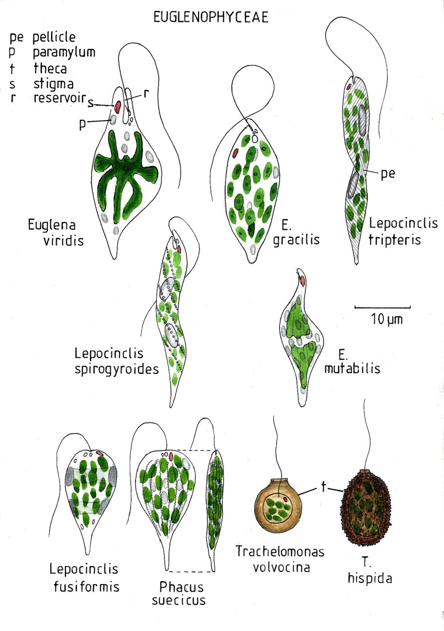 Строение представителя отдела зеленые водоросли хлорелла