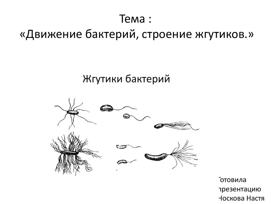 Органоиды специального назначения одноклеточных