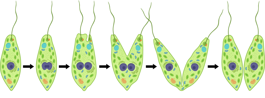 Жгутиконосцы эвглена