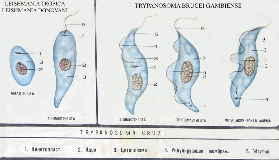 Ламинария - представитель бурых водорослей",