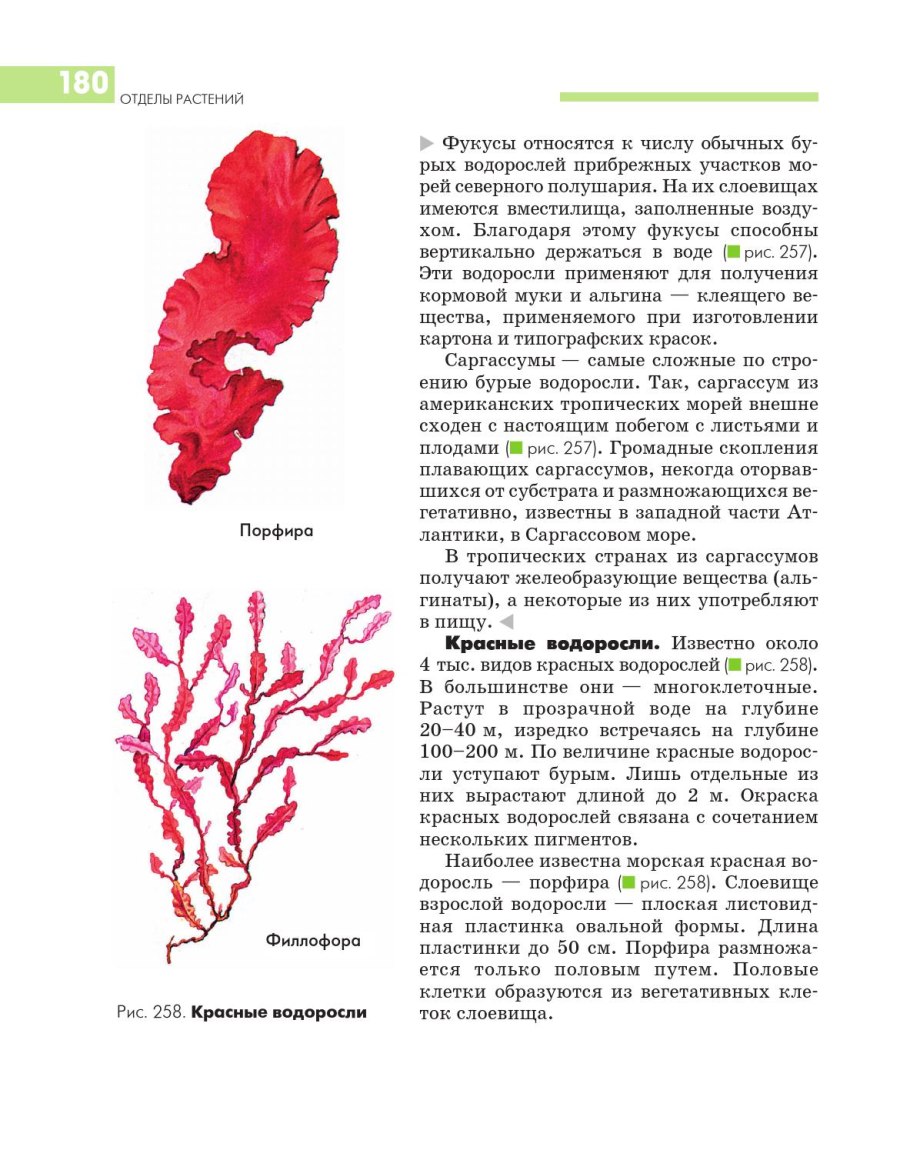 Строение многоклеточной ламинарии