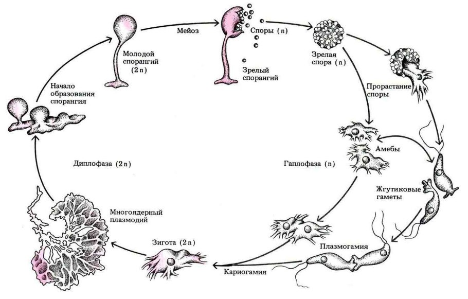 Схема возникновения эукариотических водорослей