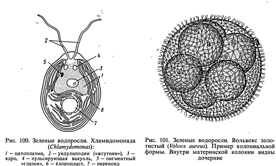 Трипаносома жгутиконосец