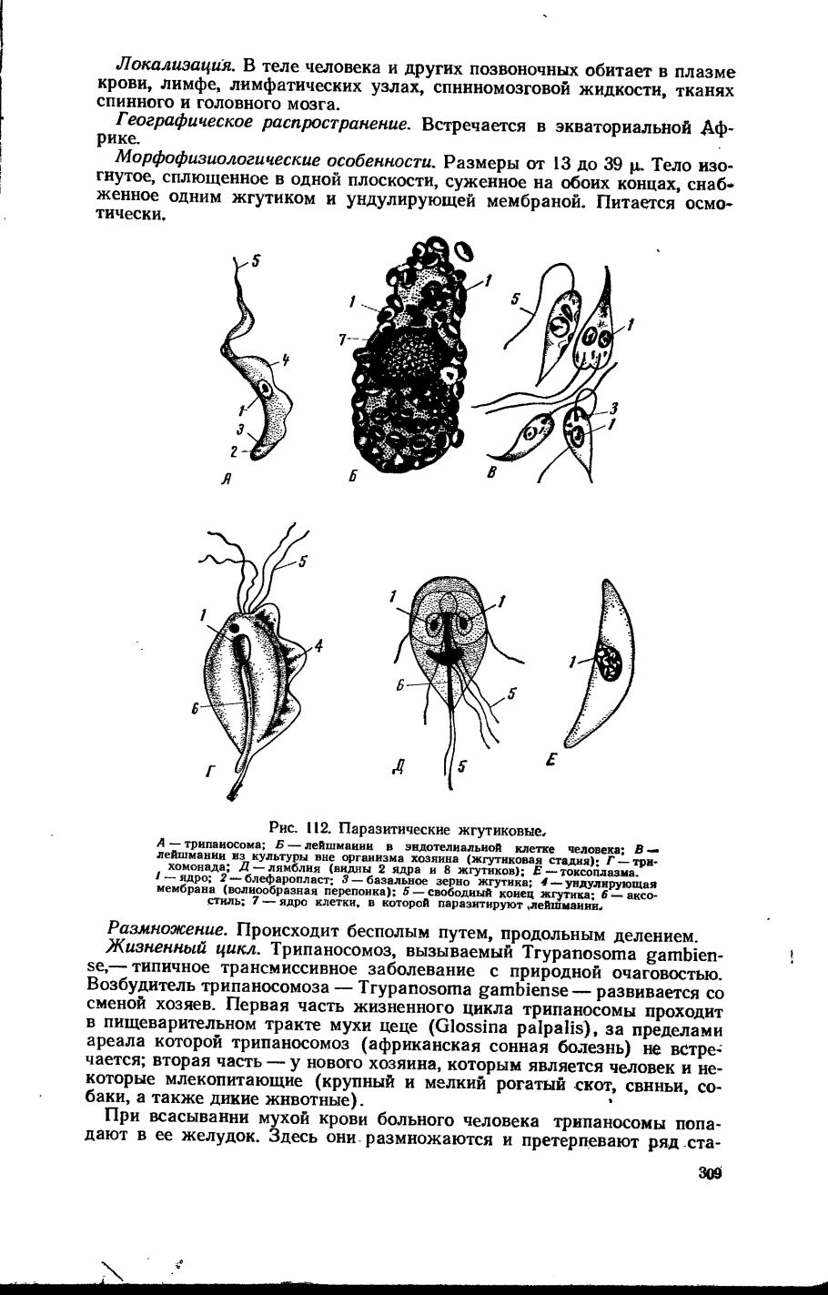Строение спорофита ламинарии