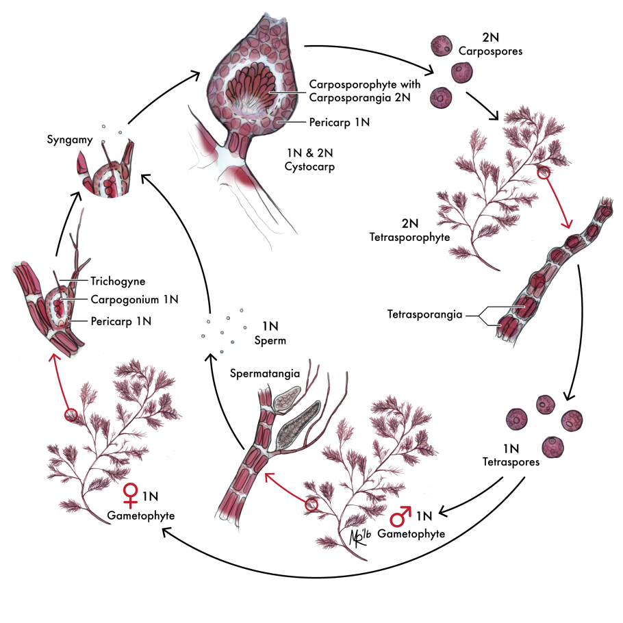 Простейшие одноклеточные амеба