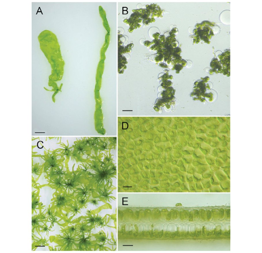 Клетки водорослей биология 6 класс