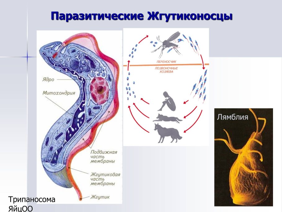 Размножение спирогиры схема