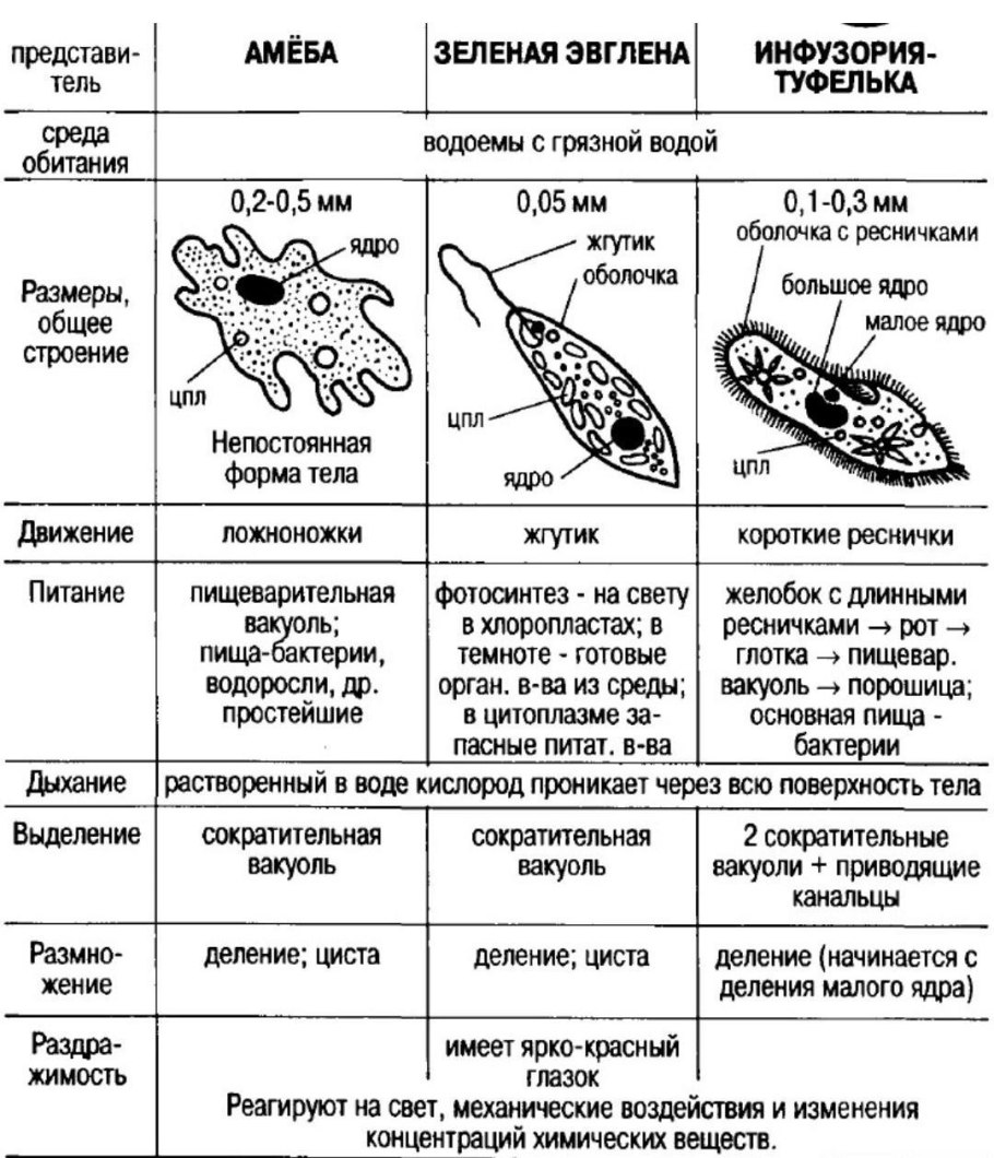Одноклеточные животные простейшие 8 класс биология