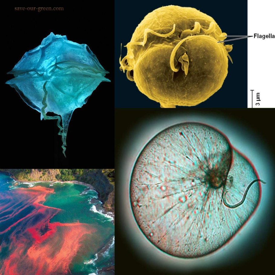 Таблица по биологии 7 класс одноклеточные простейшие животные