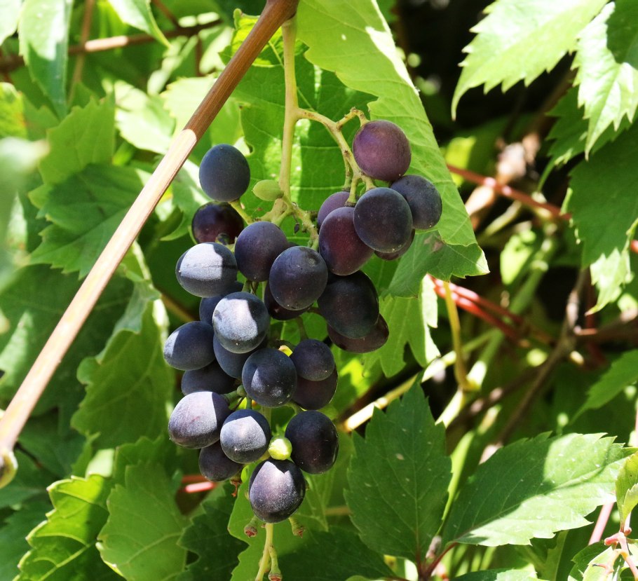 Кавказ Родина Vitis vinifera