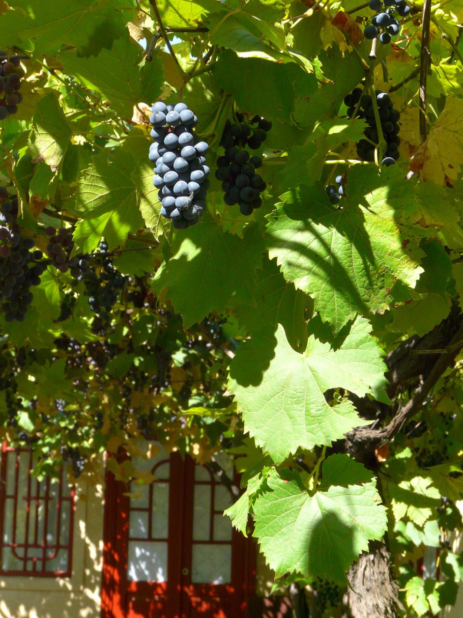 Виноградовник Ампелопсис