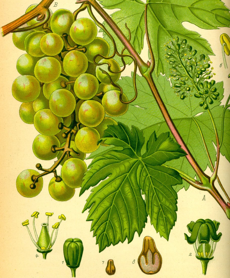 Vitis vinifera листья