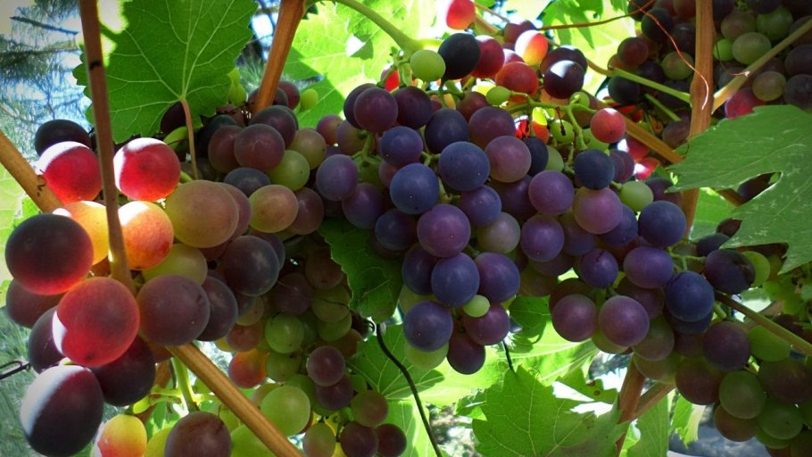 Grape սինգլե