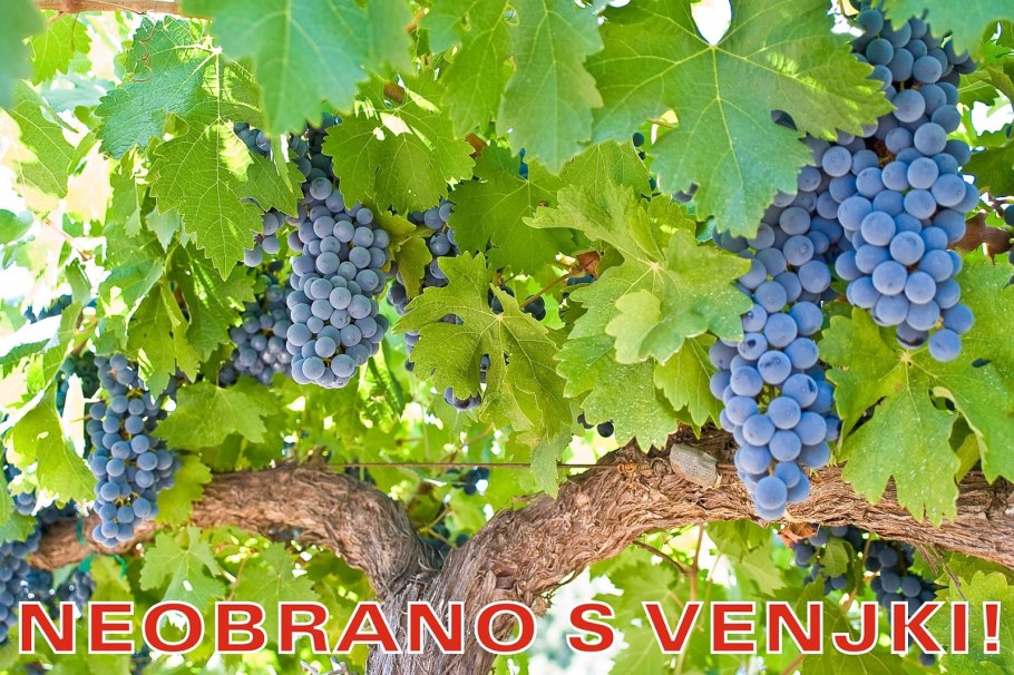 Виноградная лоза паттерн