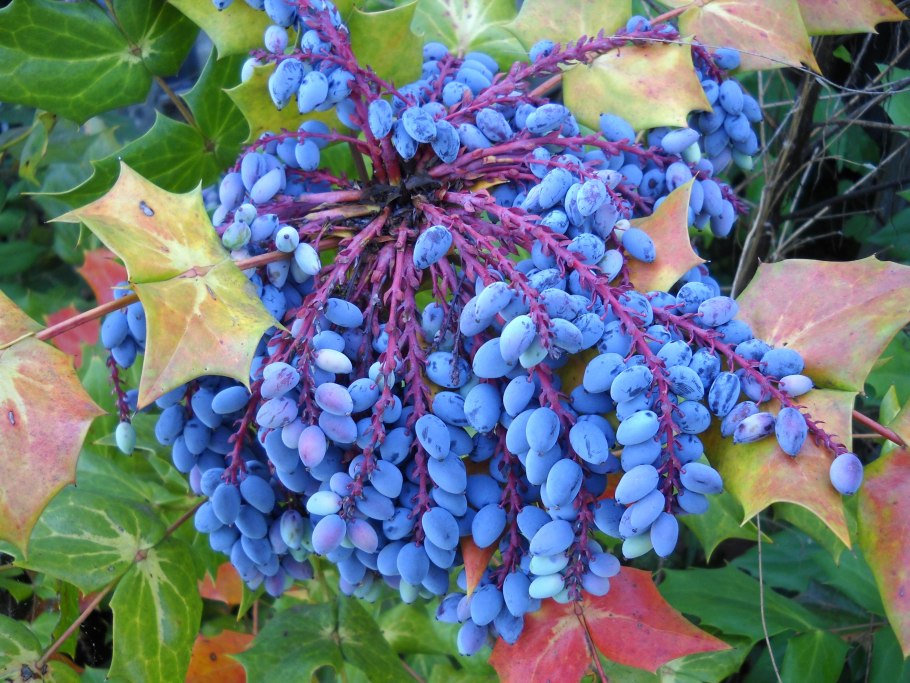 Соцветия покрытосеменных