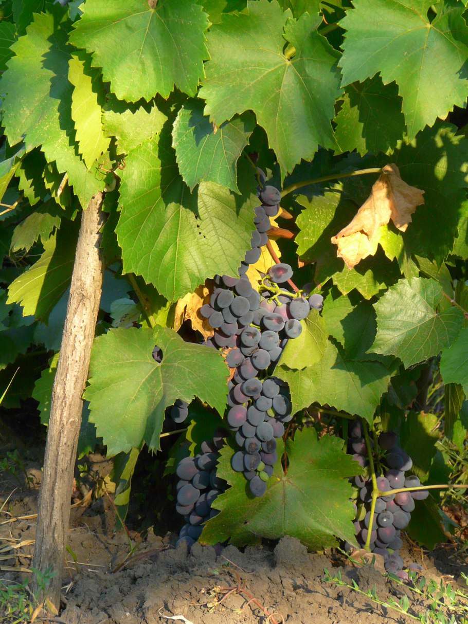 Vitis repanda