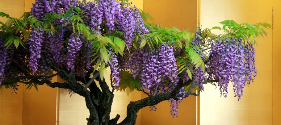 Виноград (род)