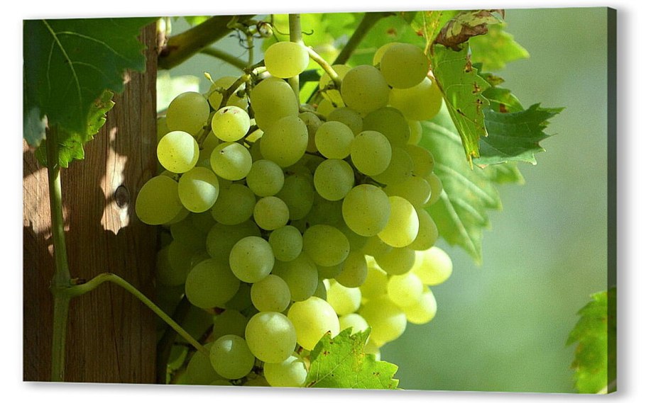 Вегетативное размножение черенками