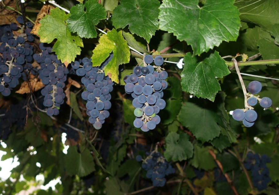 Размножение надземными побегами отводками