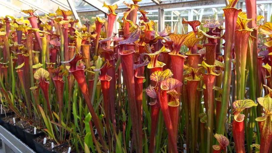 Саррацения цветение