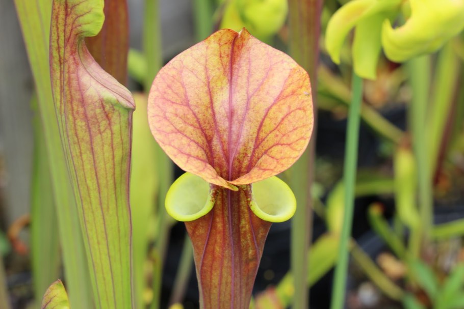 Саррацения oreophila