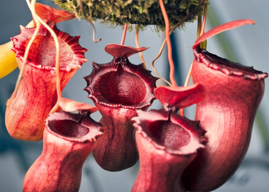 Росянка непентес Венерина мухоловка