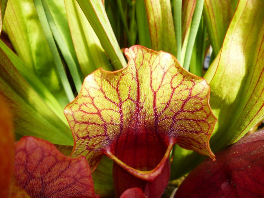 Where do Pitcher Plants grow