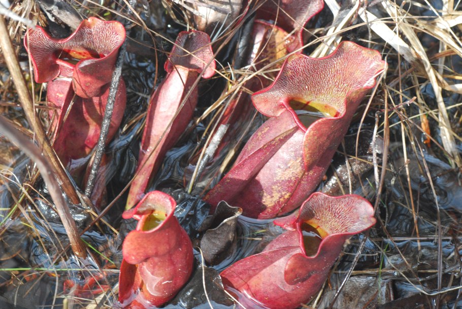 Росянка хищник