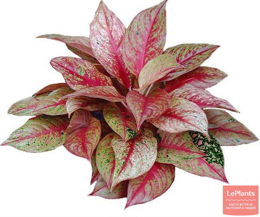 Аглаонема ред Даймонд