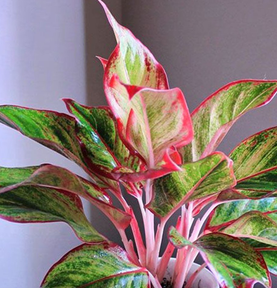 Аглаонема Red