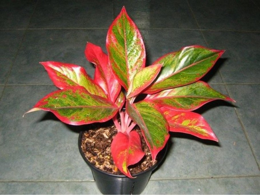 Аглаонема Stardust Red sabmongkol