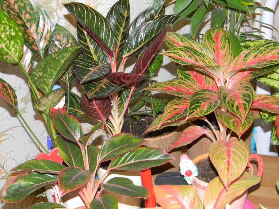 Калатея аглаонема