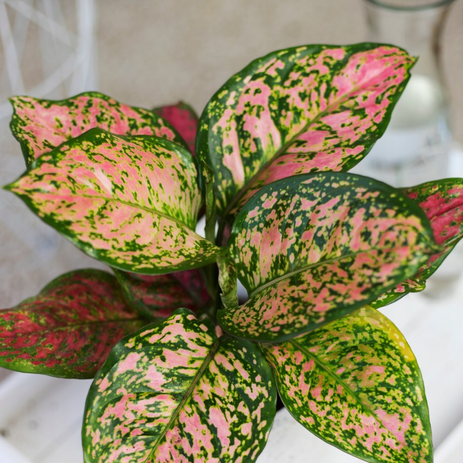 Аглаонема Крит