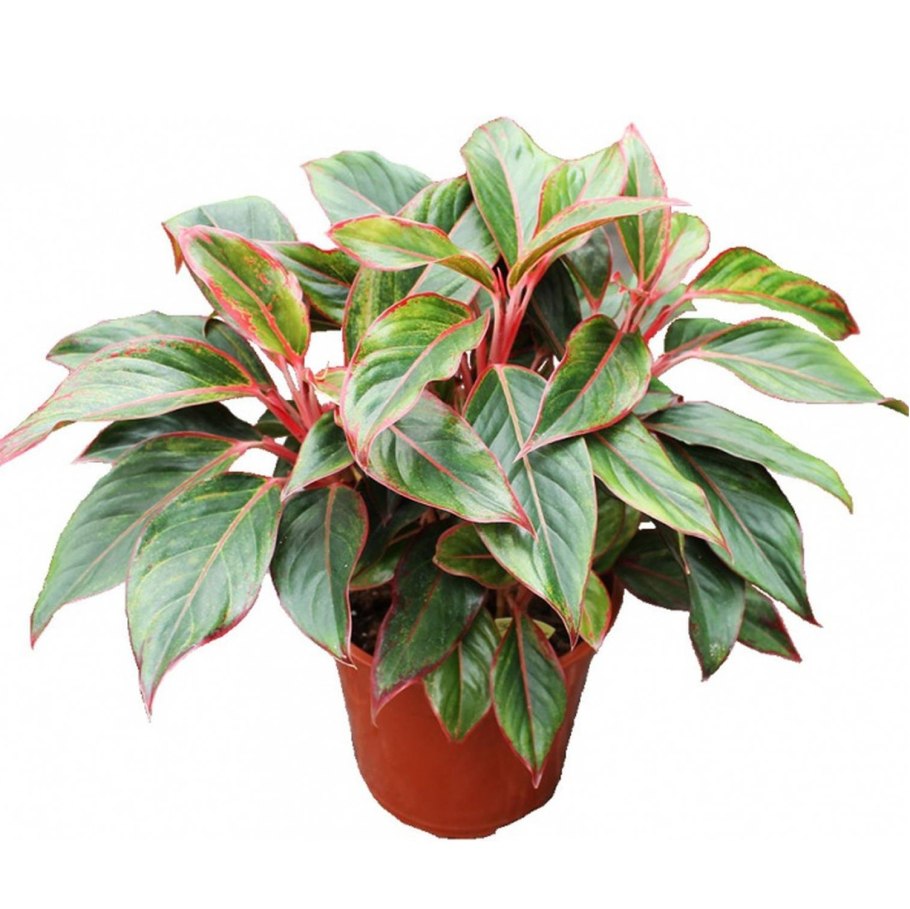 Аглаонема Пинк Аврора