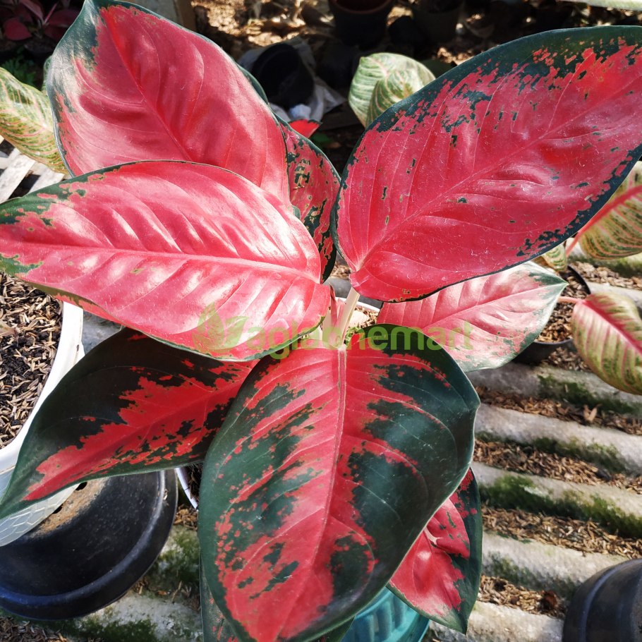 Комнатный цветок с разноцветными цветами кисточкой