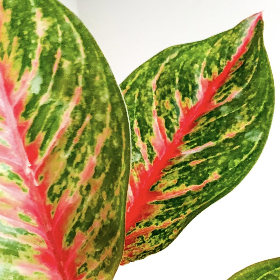 Аглаонема Cherry Star