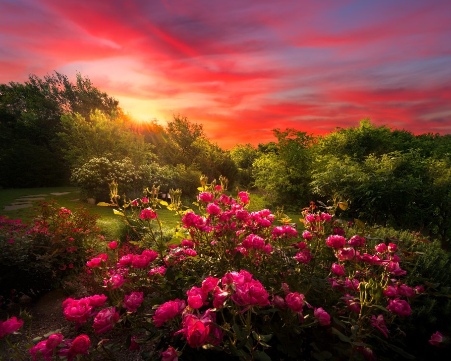 Пейзажи с цветами